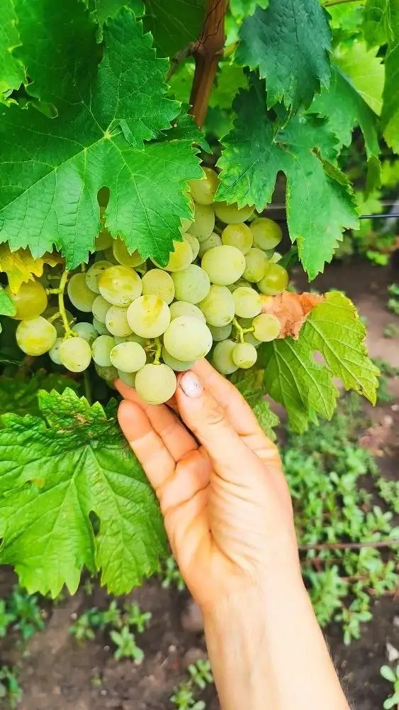 Продам саженцы винограда столовых сортов - Растения (Для дома и дачи) в Орск