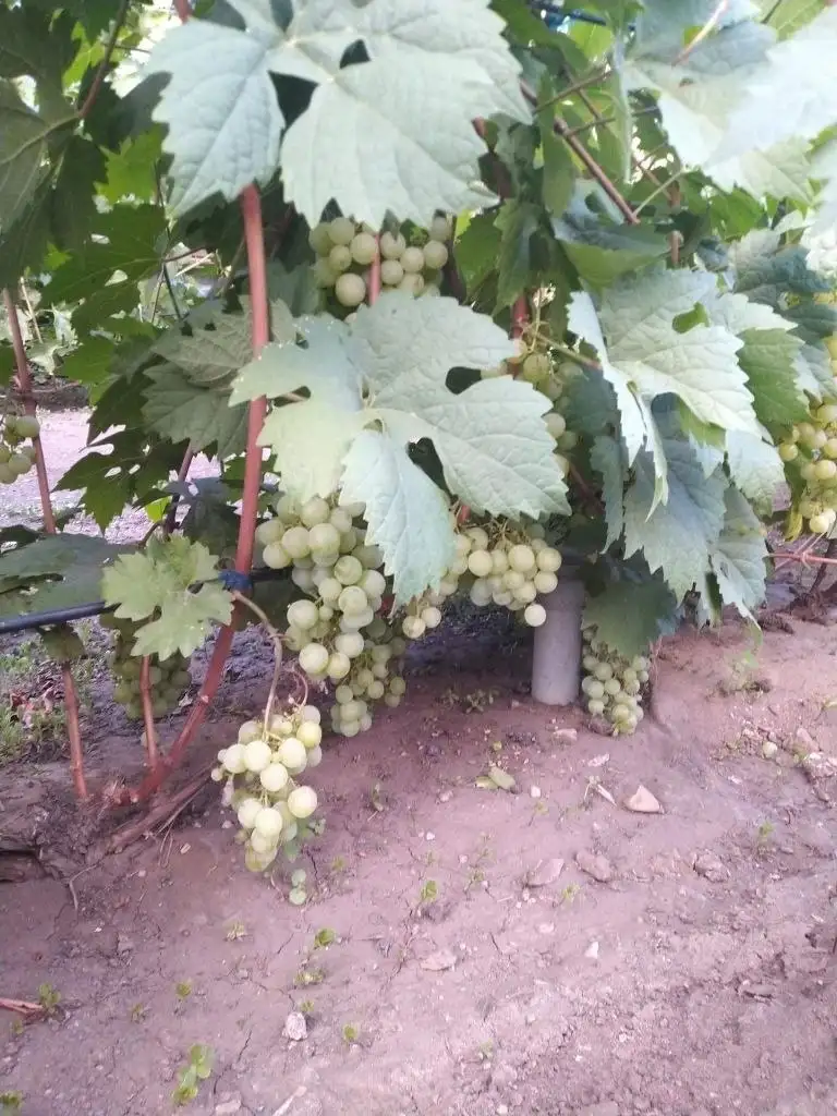 Продам саженцы винограда столовых сортов - Растения (Для дома и дачи) в Орск