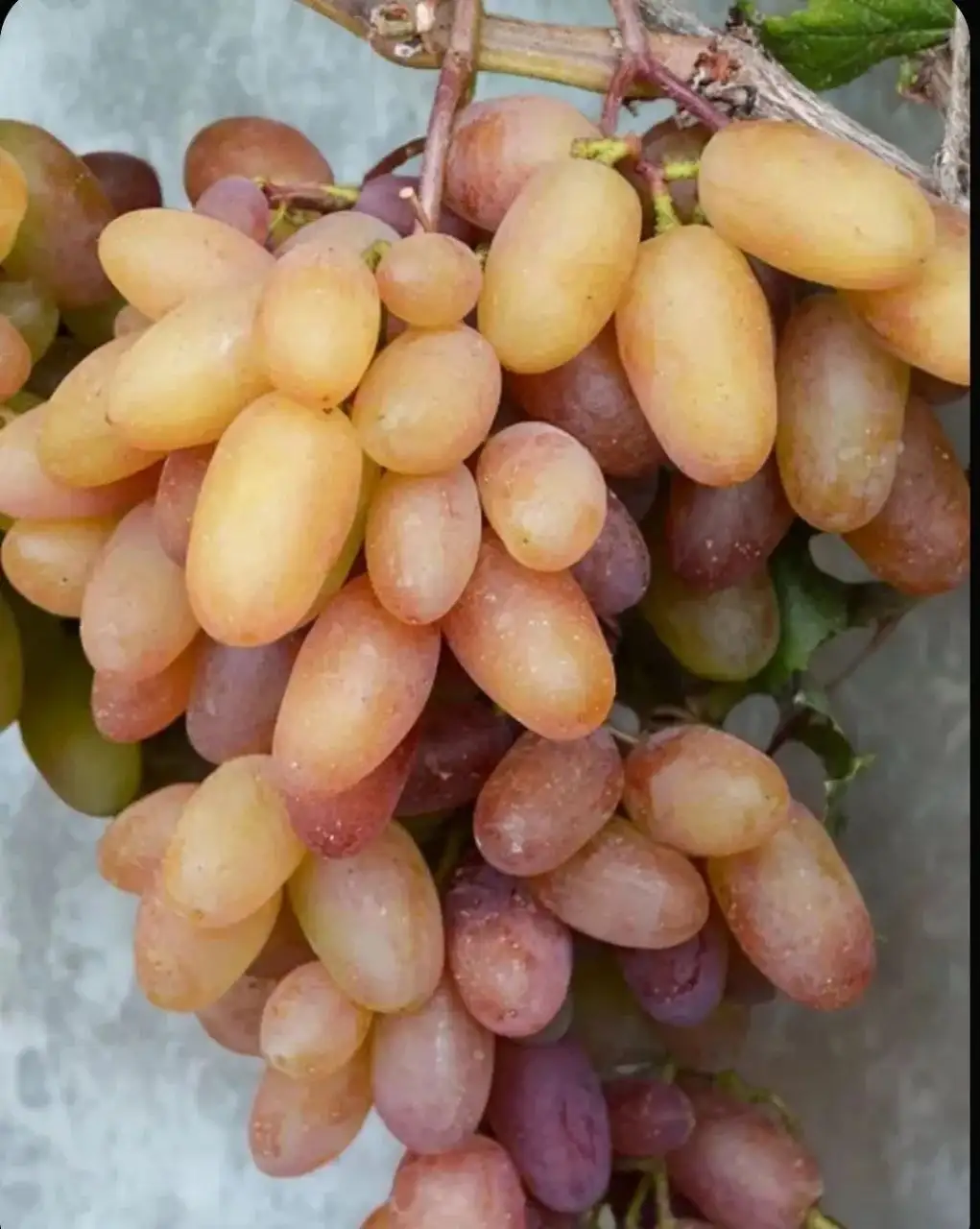 Продам саженцы винограда столовых сортов - Растения (Для дома и дачи) в Орск
