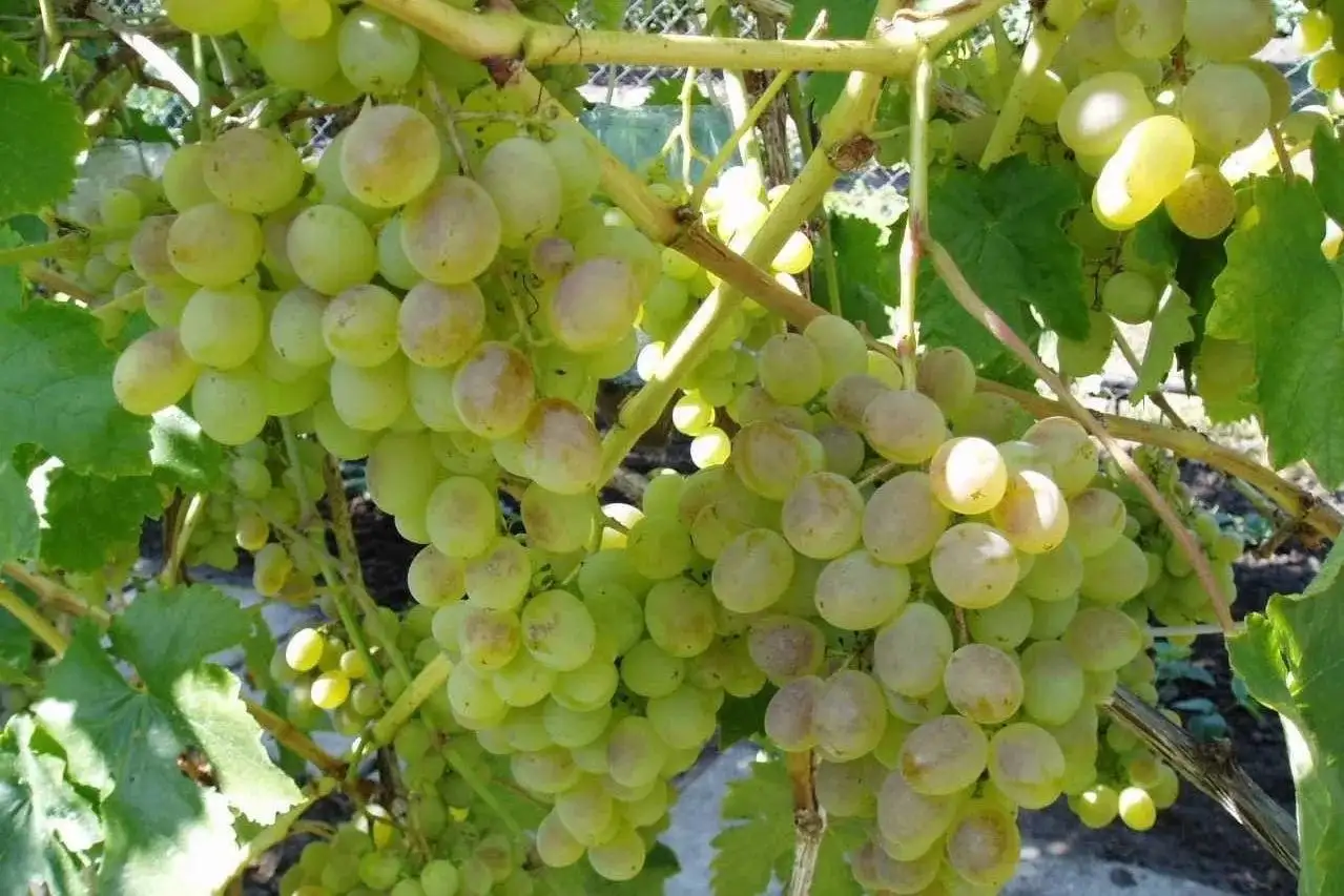Продам саженцы винограда столовых сортов - Растения (Для дома и дачи) в Орск