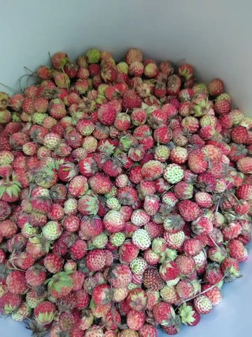 Земляника луговая - Продукты в Орск