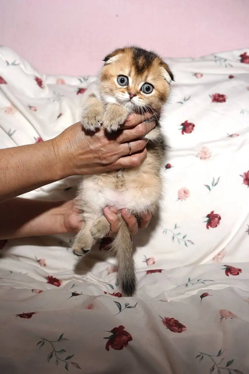Продам котят золотая шиншилла - Кошки (Животные) в Орск