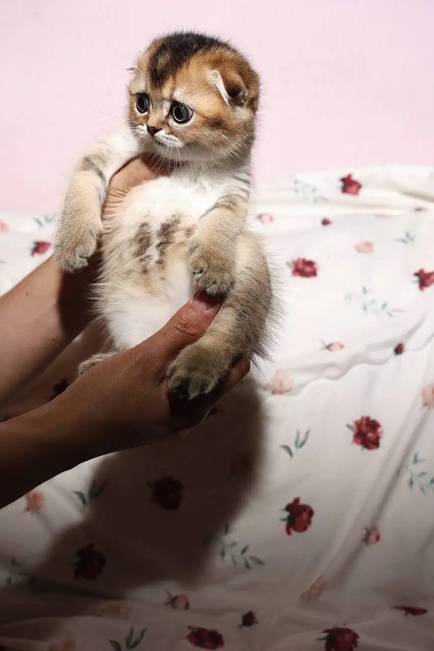 Продам котят золотая шиншилла - Кошки (Животные) в Орск