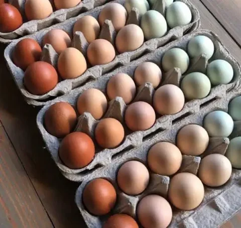 Продам домашнее яйцо - Электромобили в Неизвестно