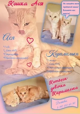 Кошки Ася и Карамелька ищут дом - частное объявление в Орск