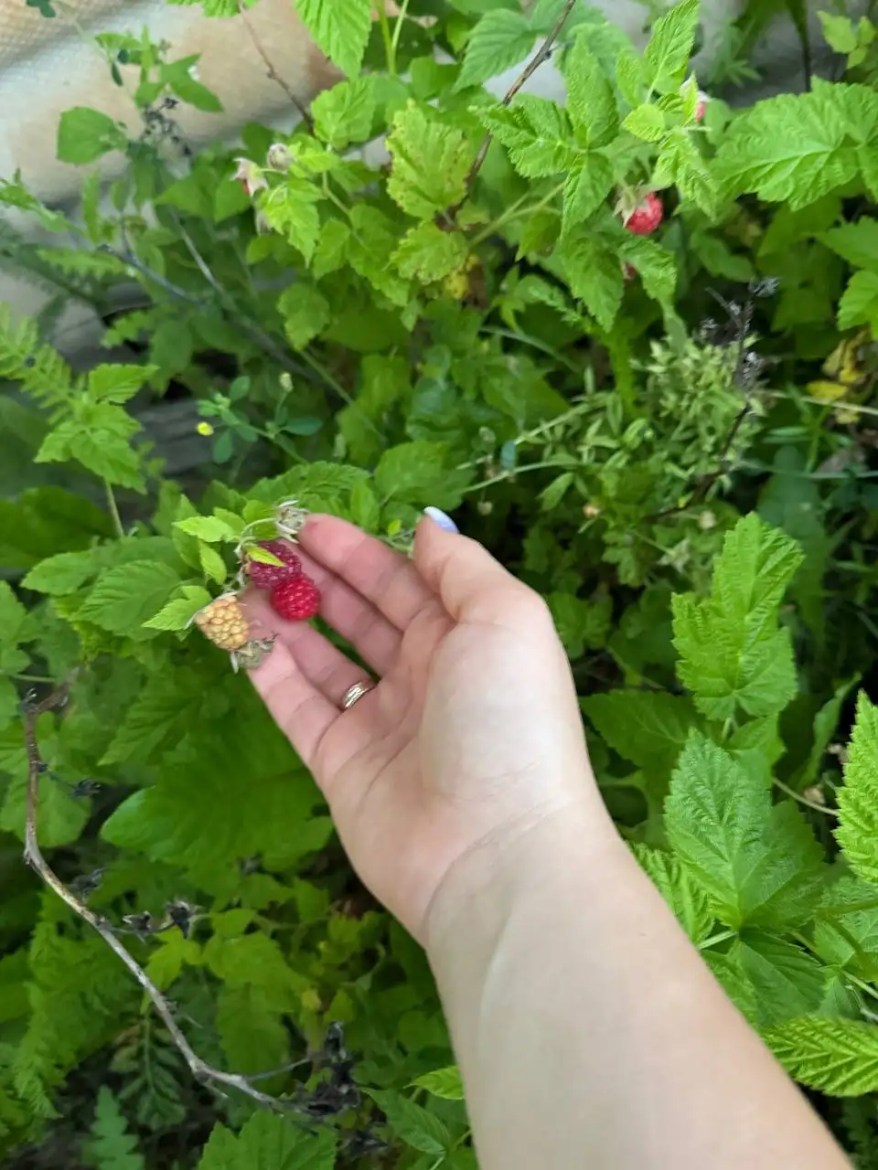 Продам дачу в СНТ Урожай - Дачи (Недвижимость) в Орск