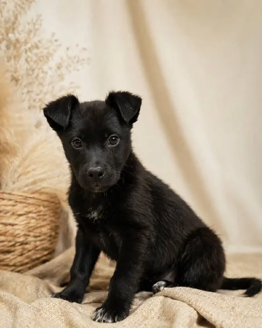 Щенок Бильбо ищет дом - Животные в Красноярск