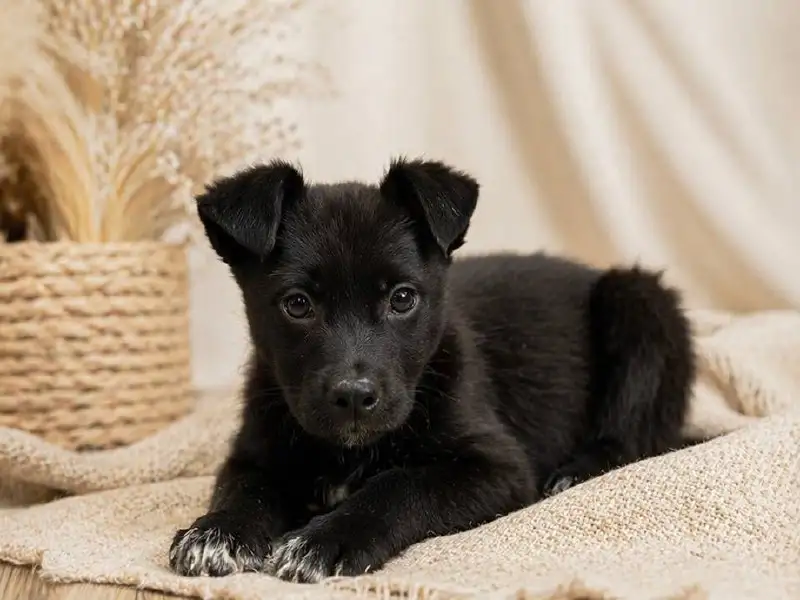 Щенок Бильбо ищет дом - Собаки (Животные) в Красноярск