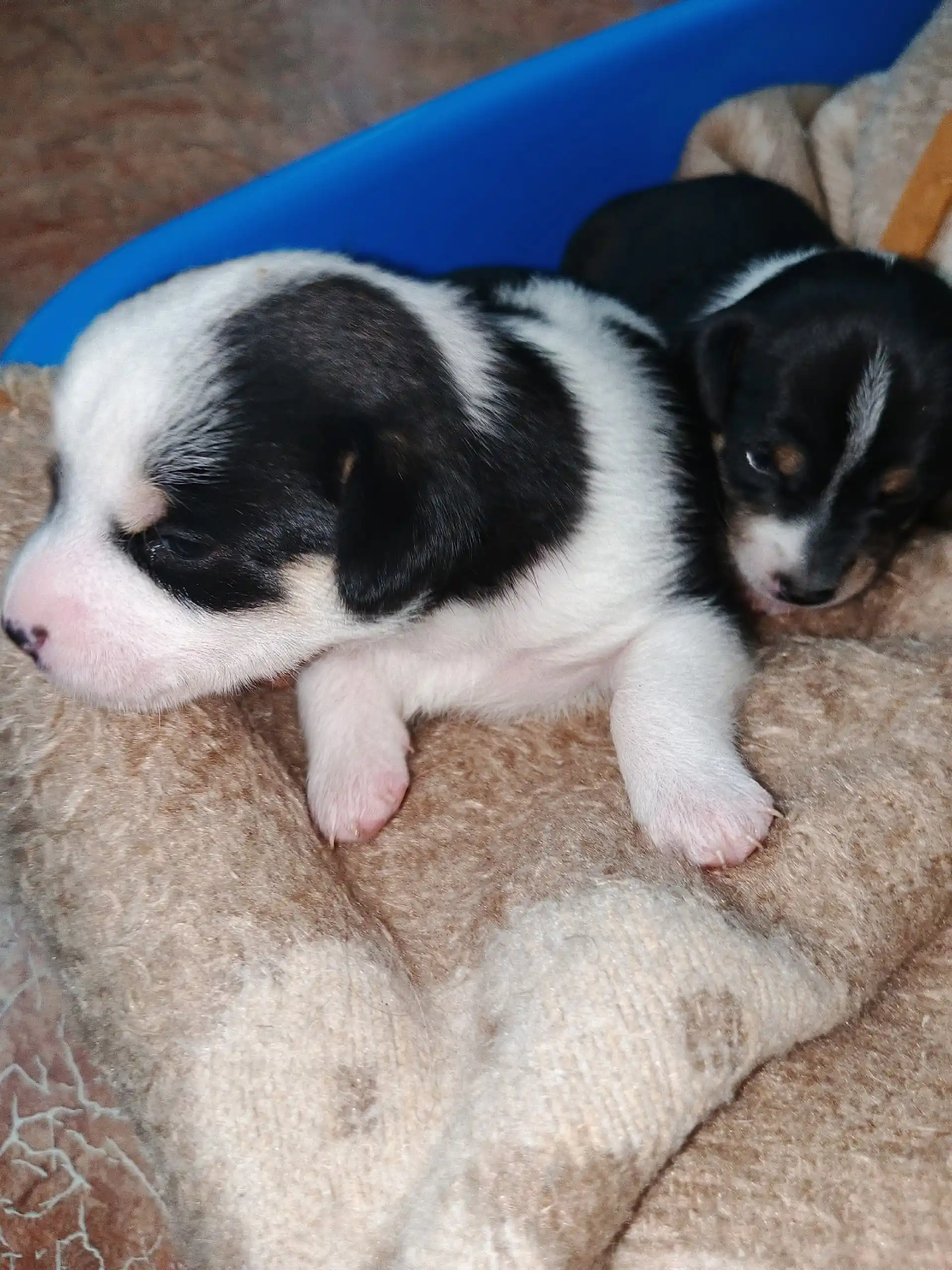 Отдам щенков - Животные в Рыбинский район