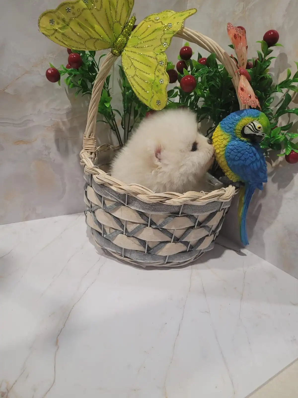 Померанские шпицы из Канска