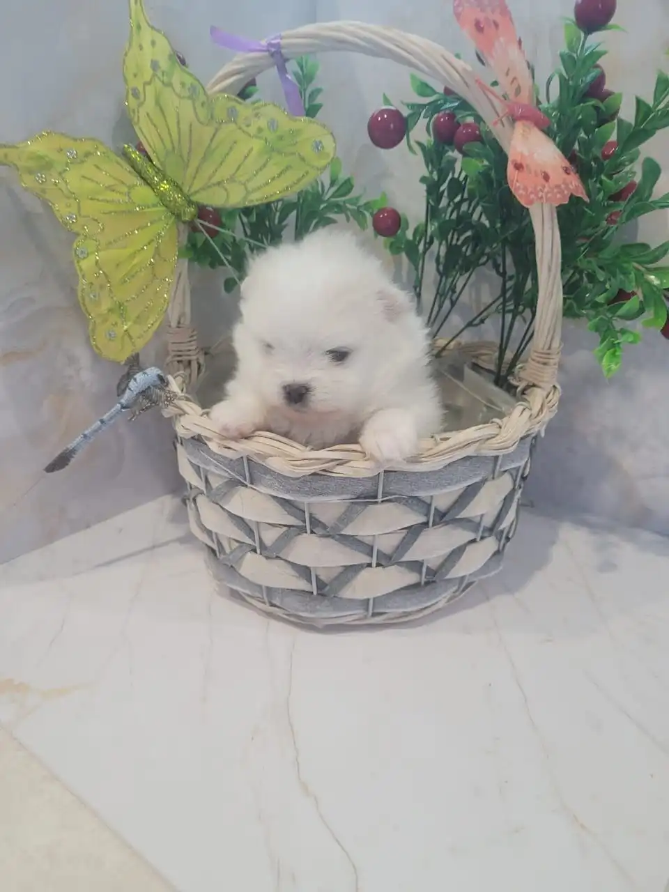 Померанские шпицы из Канска