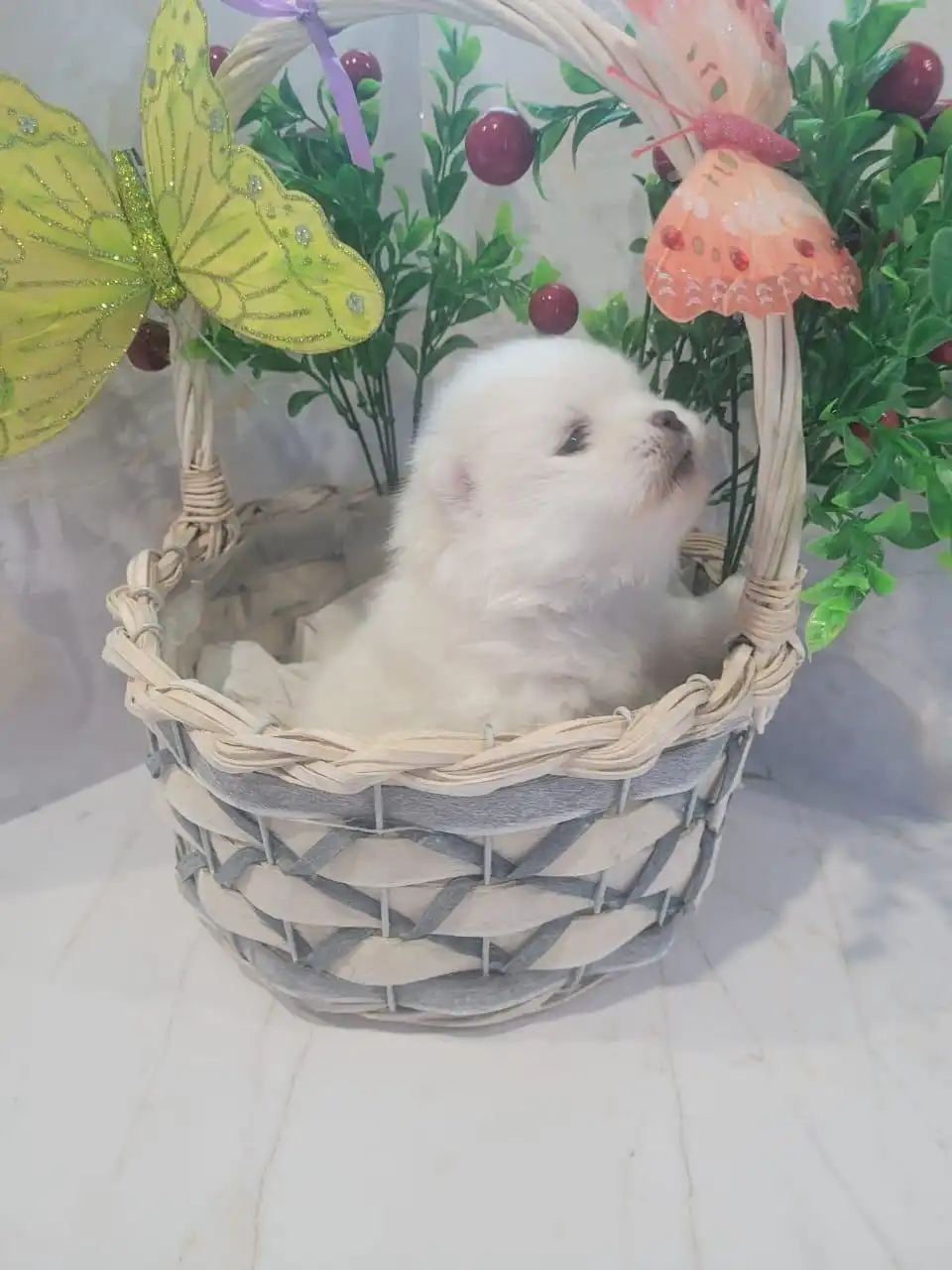 Померанские шпицы из Канска