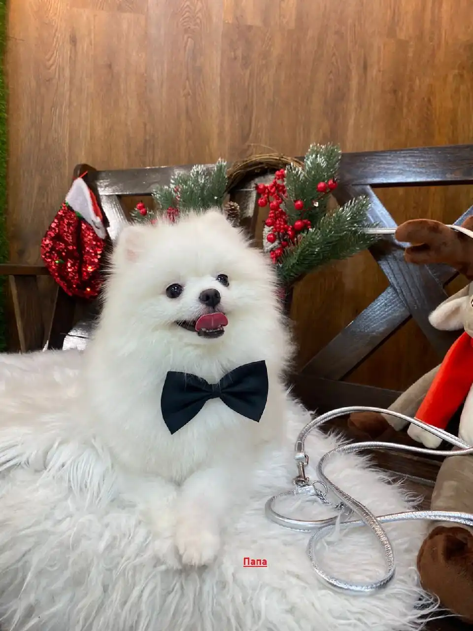 Померанские шпицы из Канска