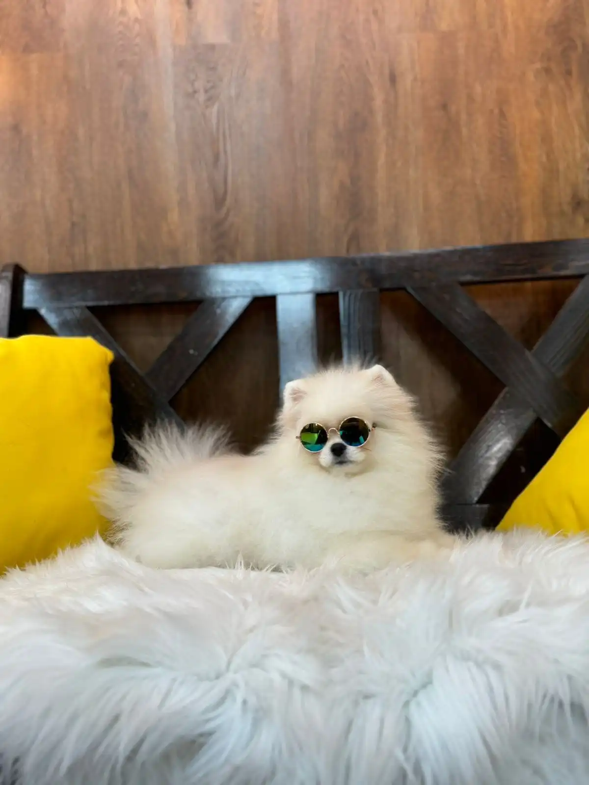 Померанские шпицы из Канска