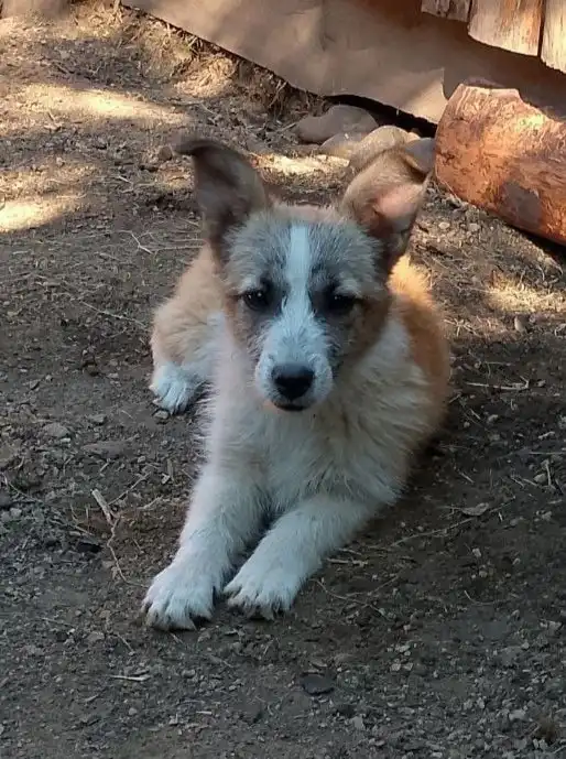 Собачки в добрые руки в Бородино