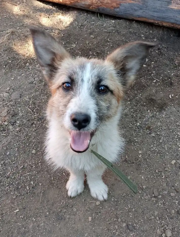 Собачки в добрые руки в Бородино
