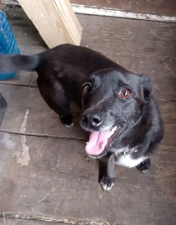 Собачки в добрые руки в Бородино