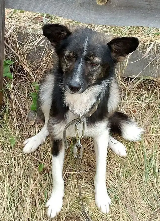 Собачки в добрые руки в Бородино