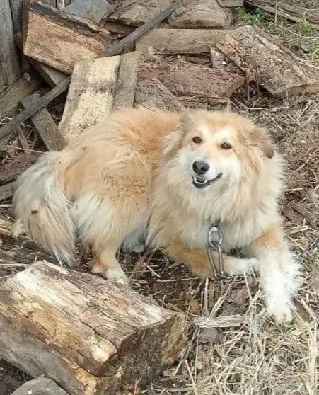 Собачки в добрые руки в Бородино