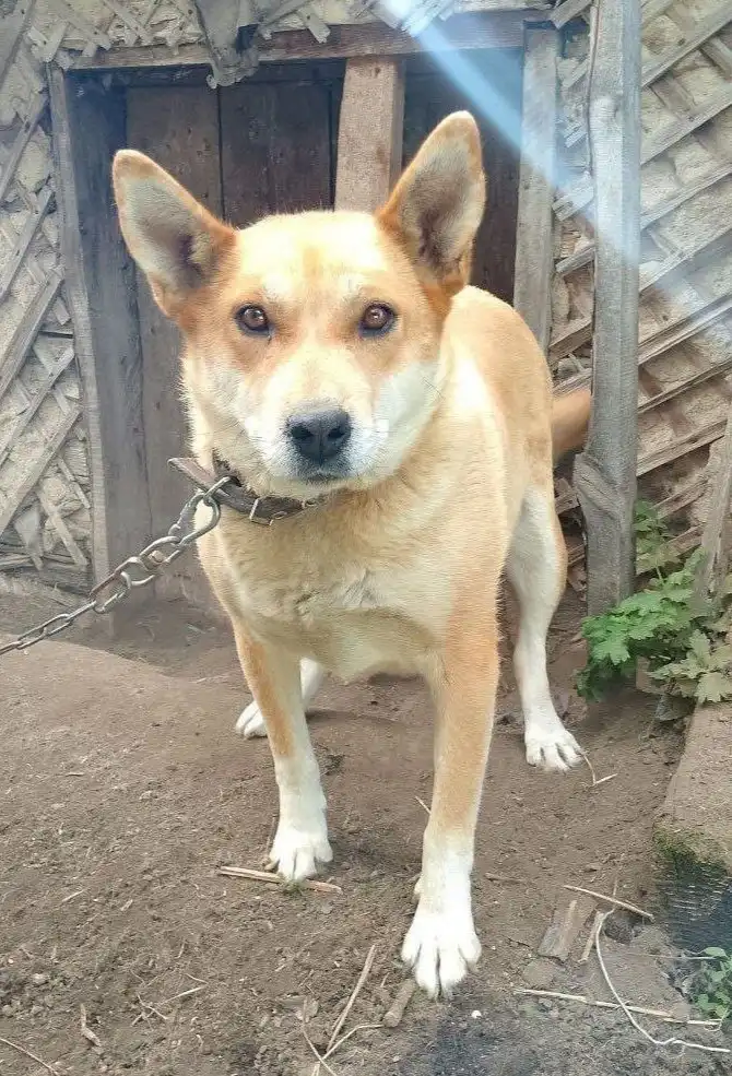 Собачки в добрые руки в Бородино