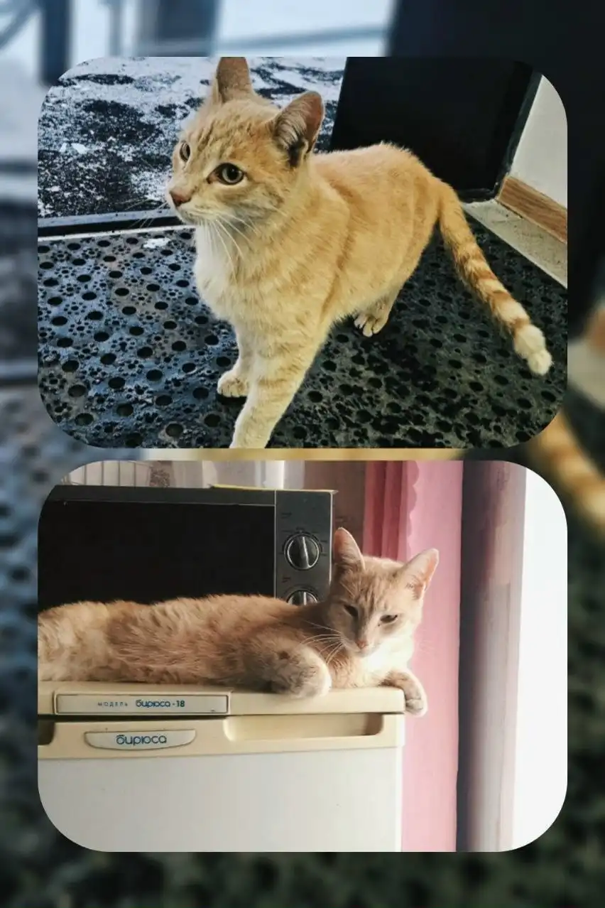 Персик ищет любящую семью