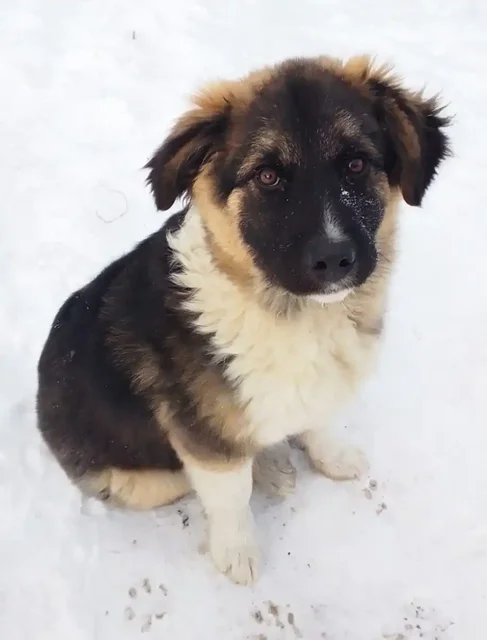 Щенок-мальчик 3 месяца с характером защитника - Животные в Рыбинский район