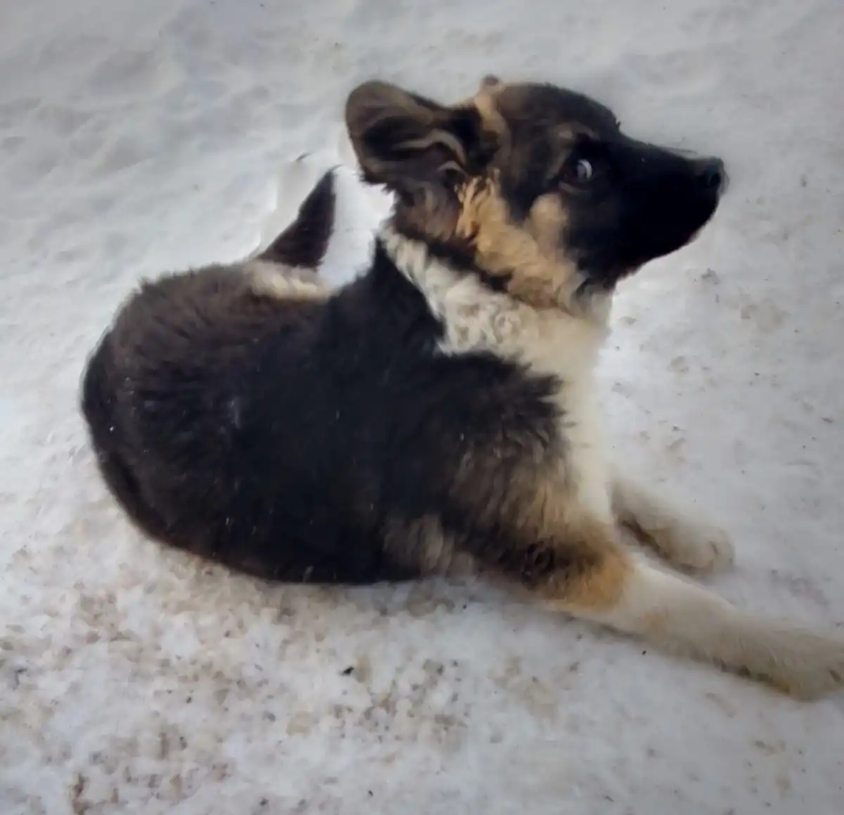 Щенок-мальчик 3 месяца с характером защитника