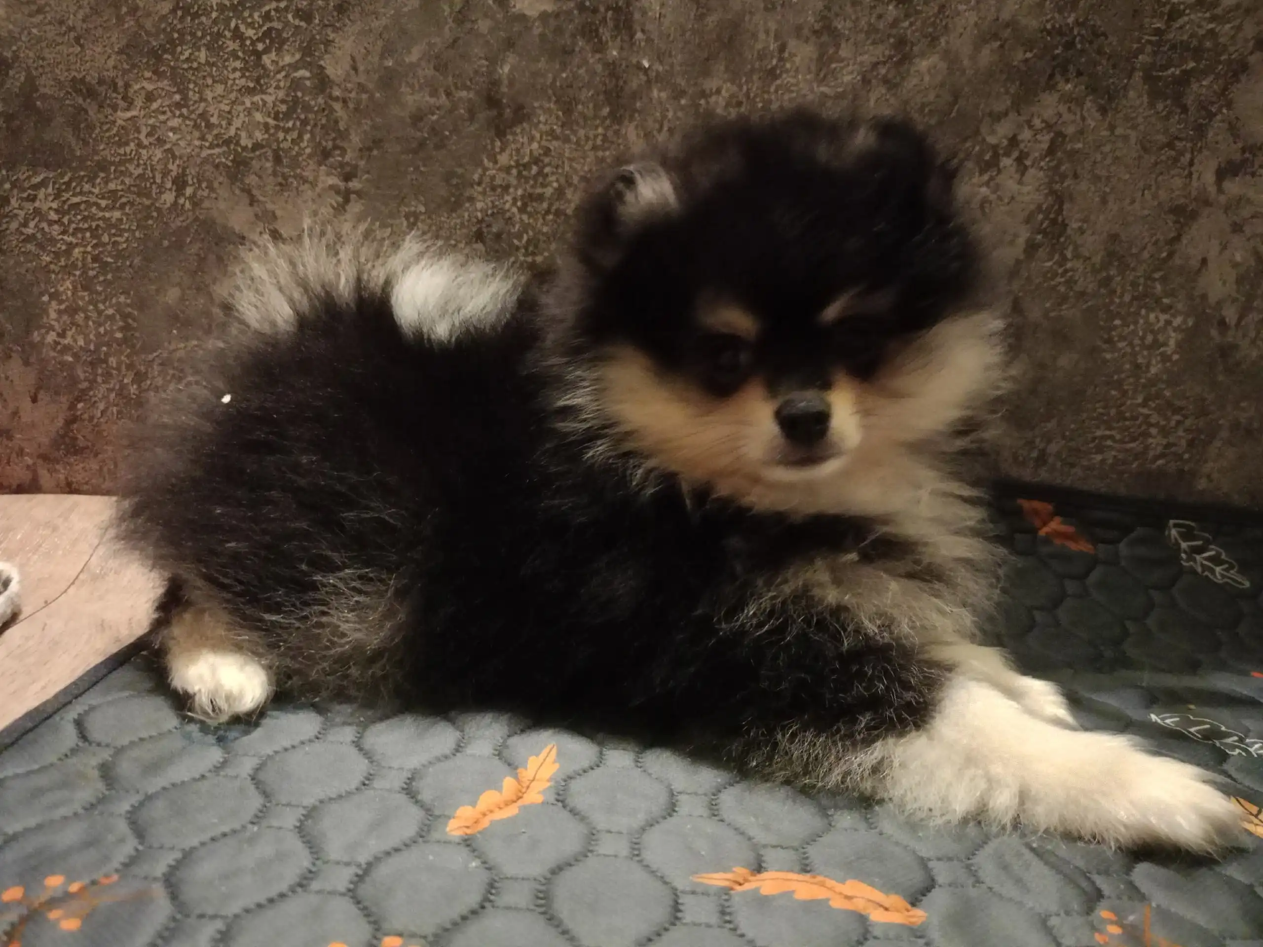 Щенки померанского шпица