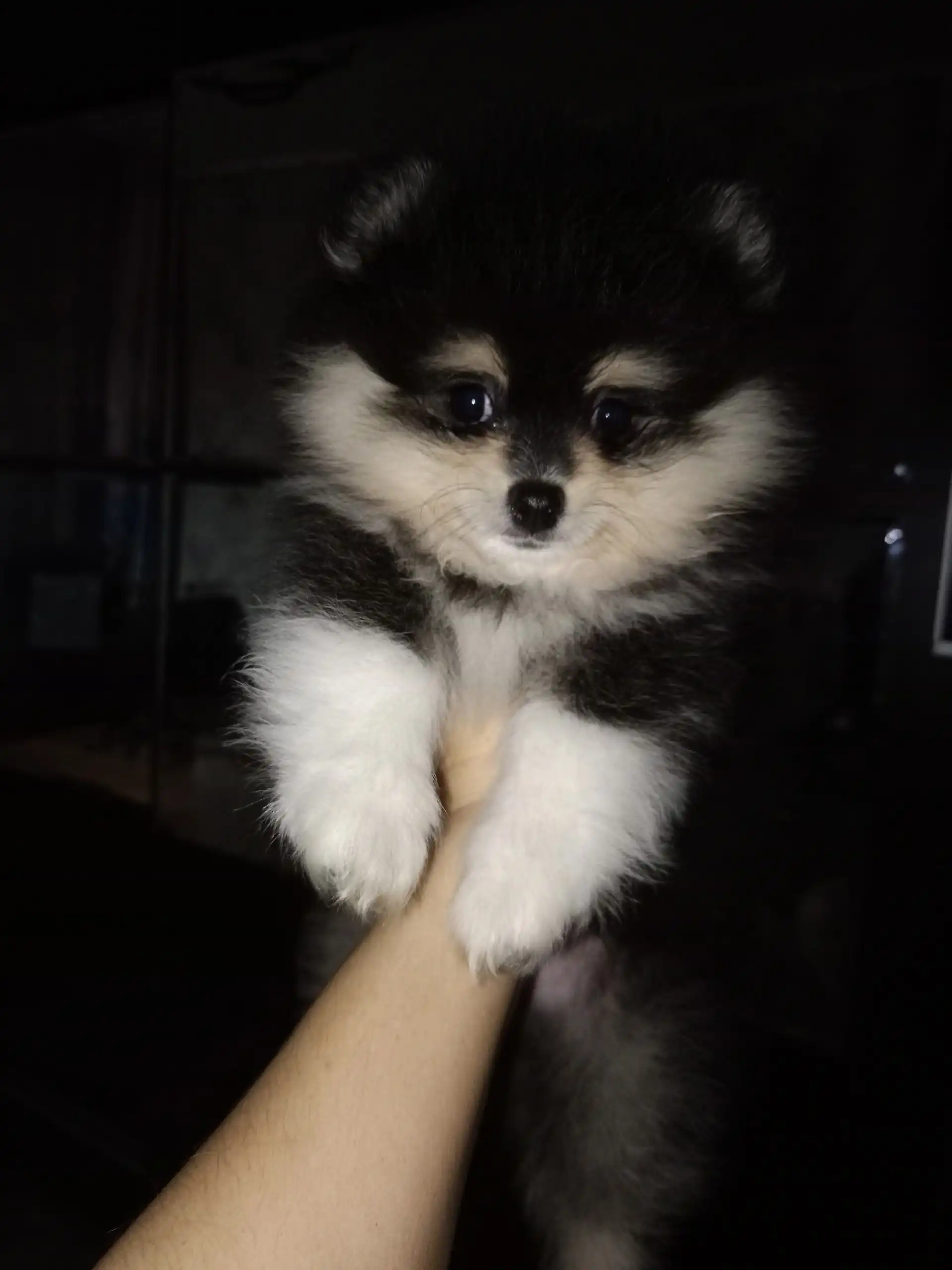 Щенки померанского шпица