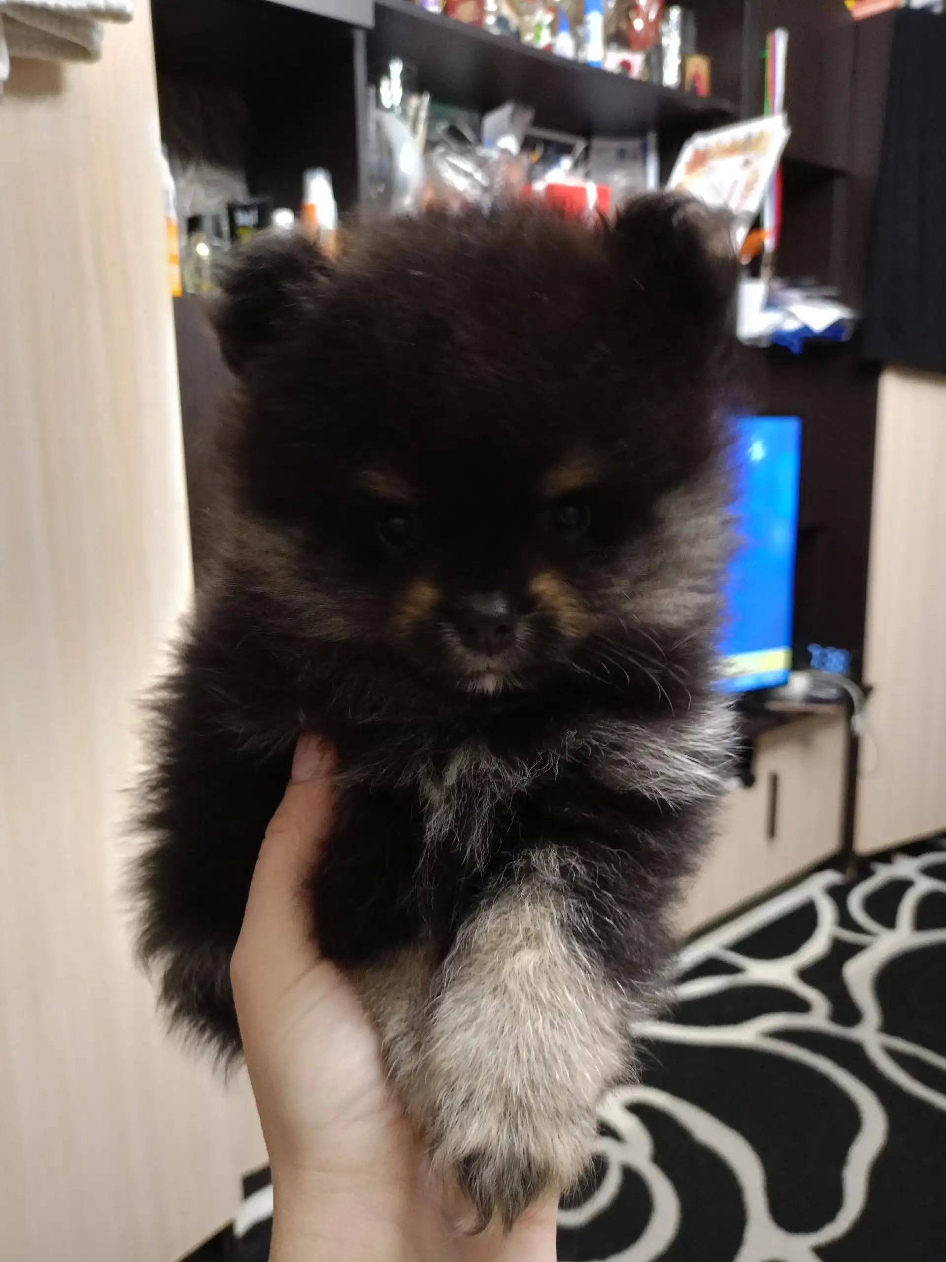 Щенки померанского шпица