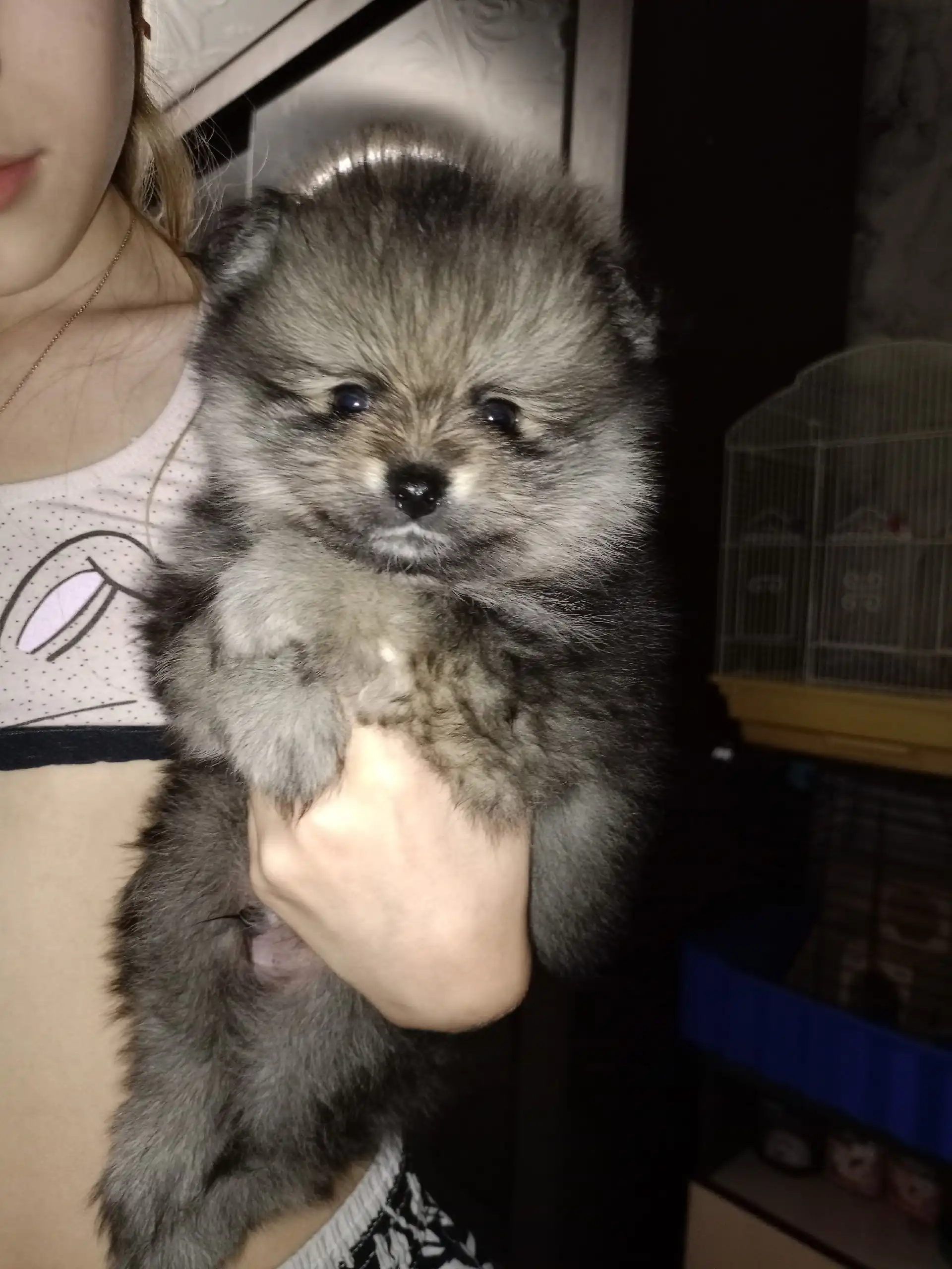 Щенки померанского шпица