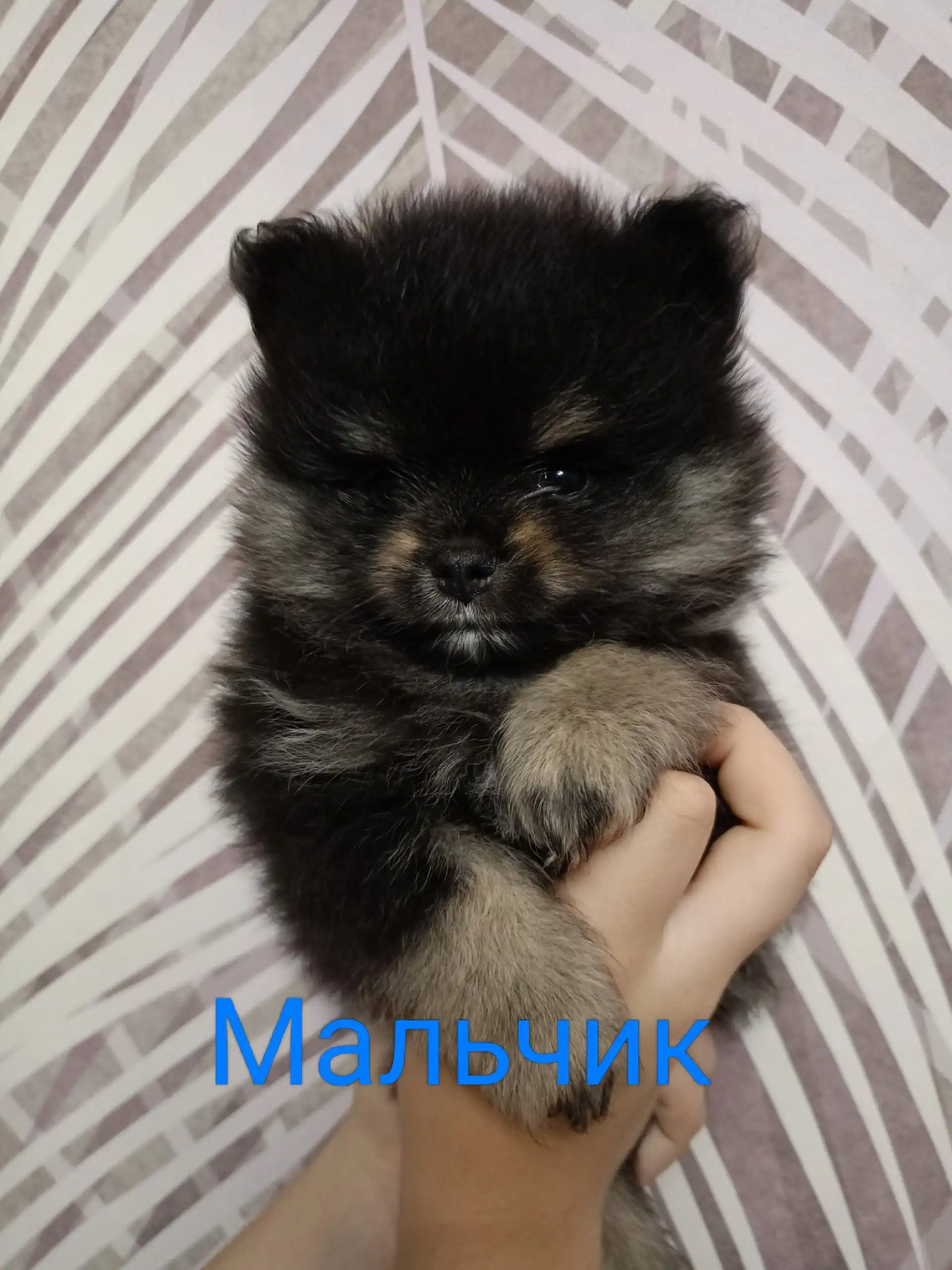 Продажа щенков померанского шпица