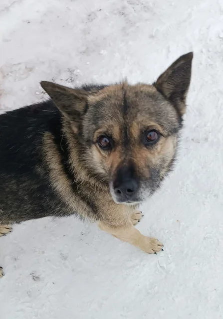 Пристройство кобеля в ответственные руки - Животные в Рыбинск