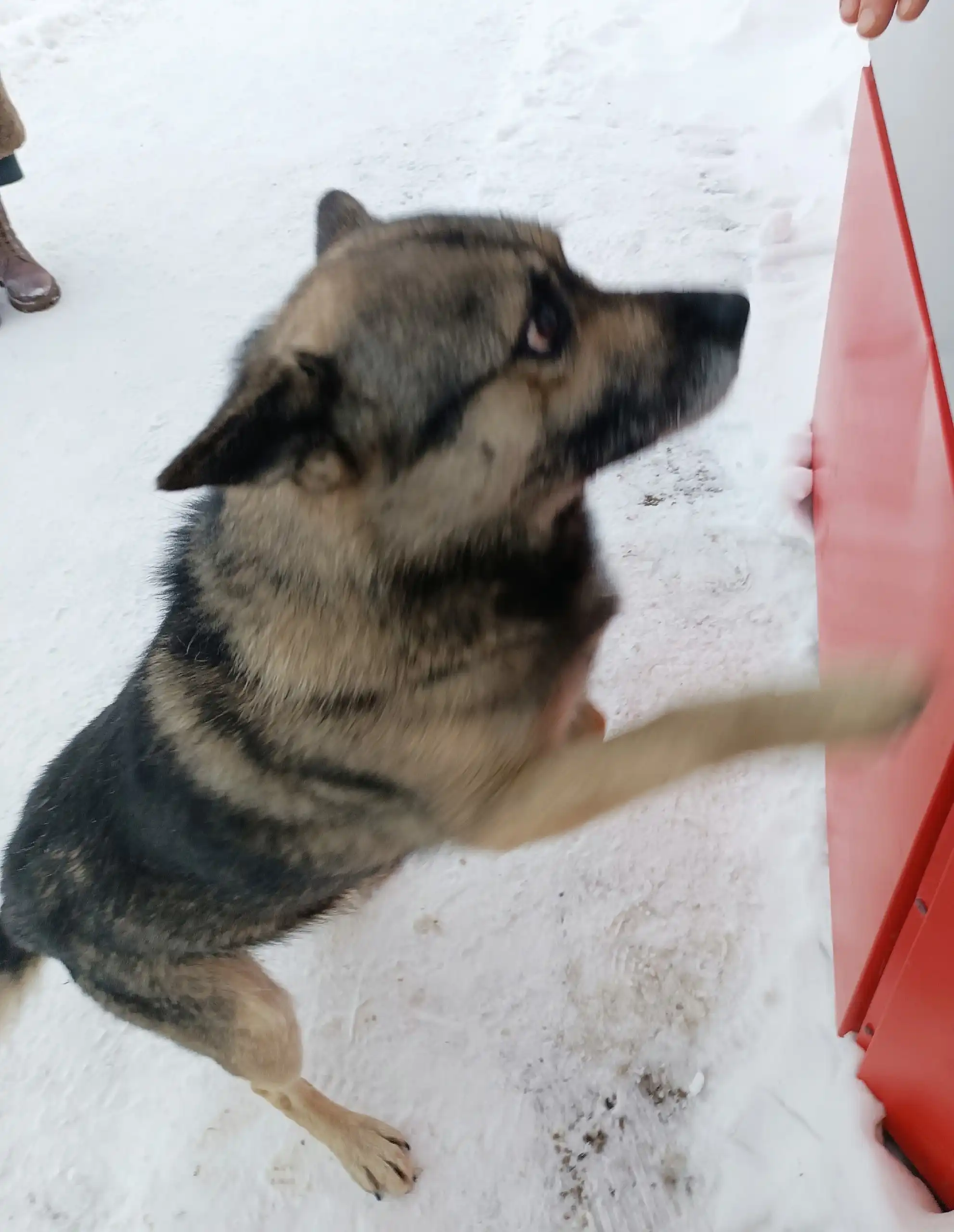 Пристройство кобеля в ответственные руки