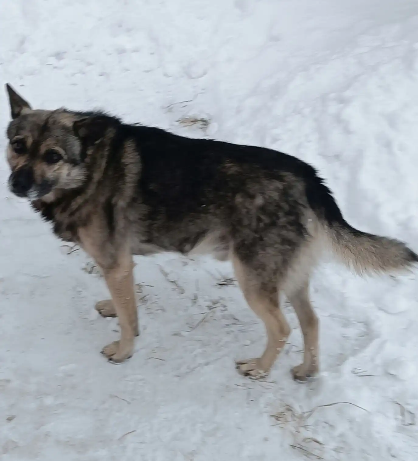 Пристройство кобеля в ответственные руки