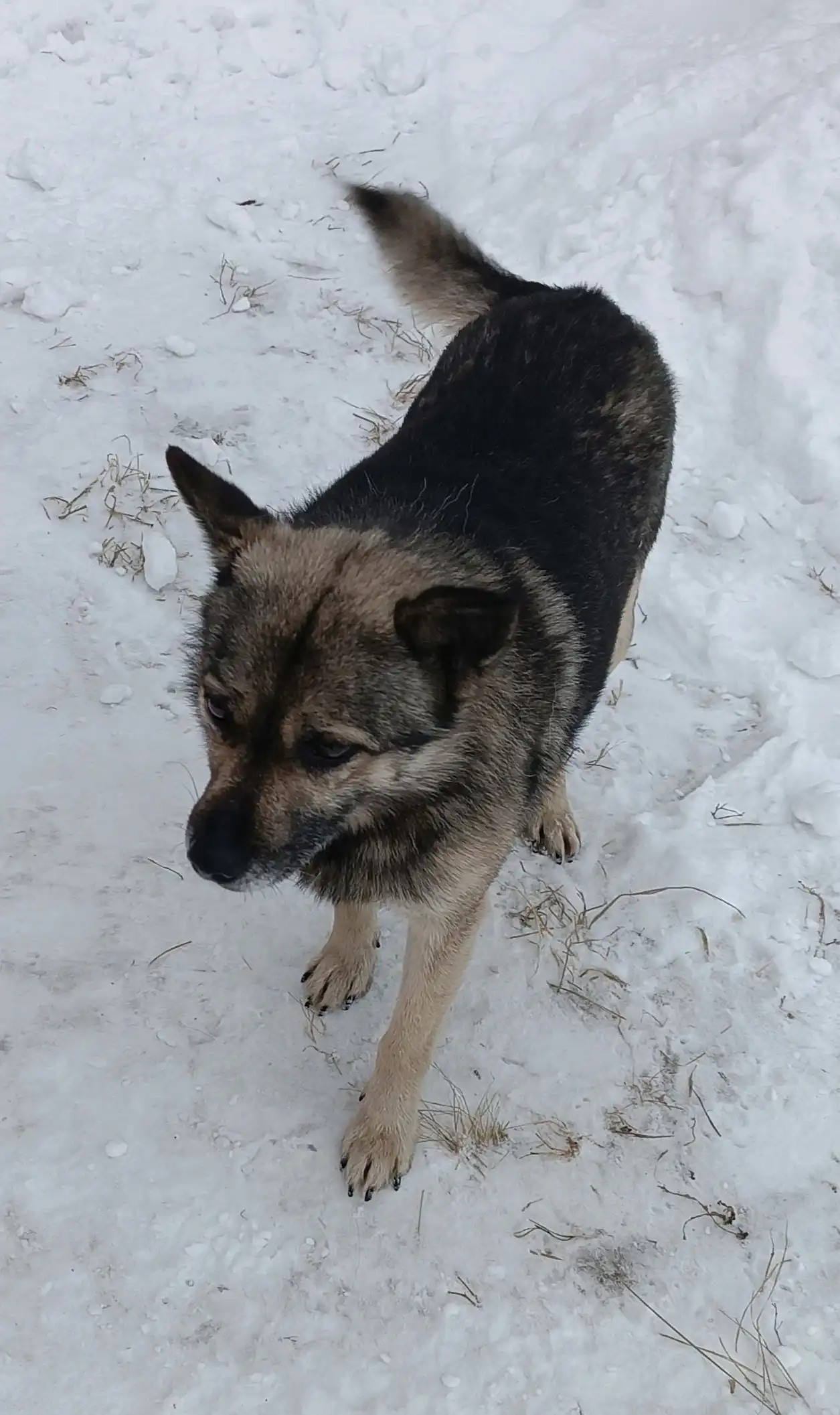 Пристройство кобеля в ответственные руки