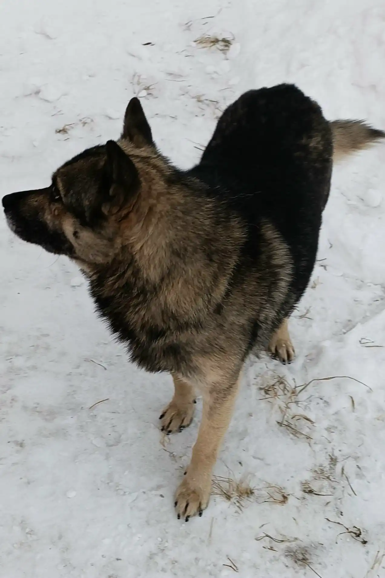 Пристройство кобеля в ответственные руки
