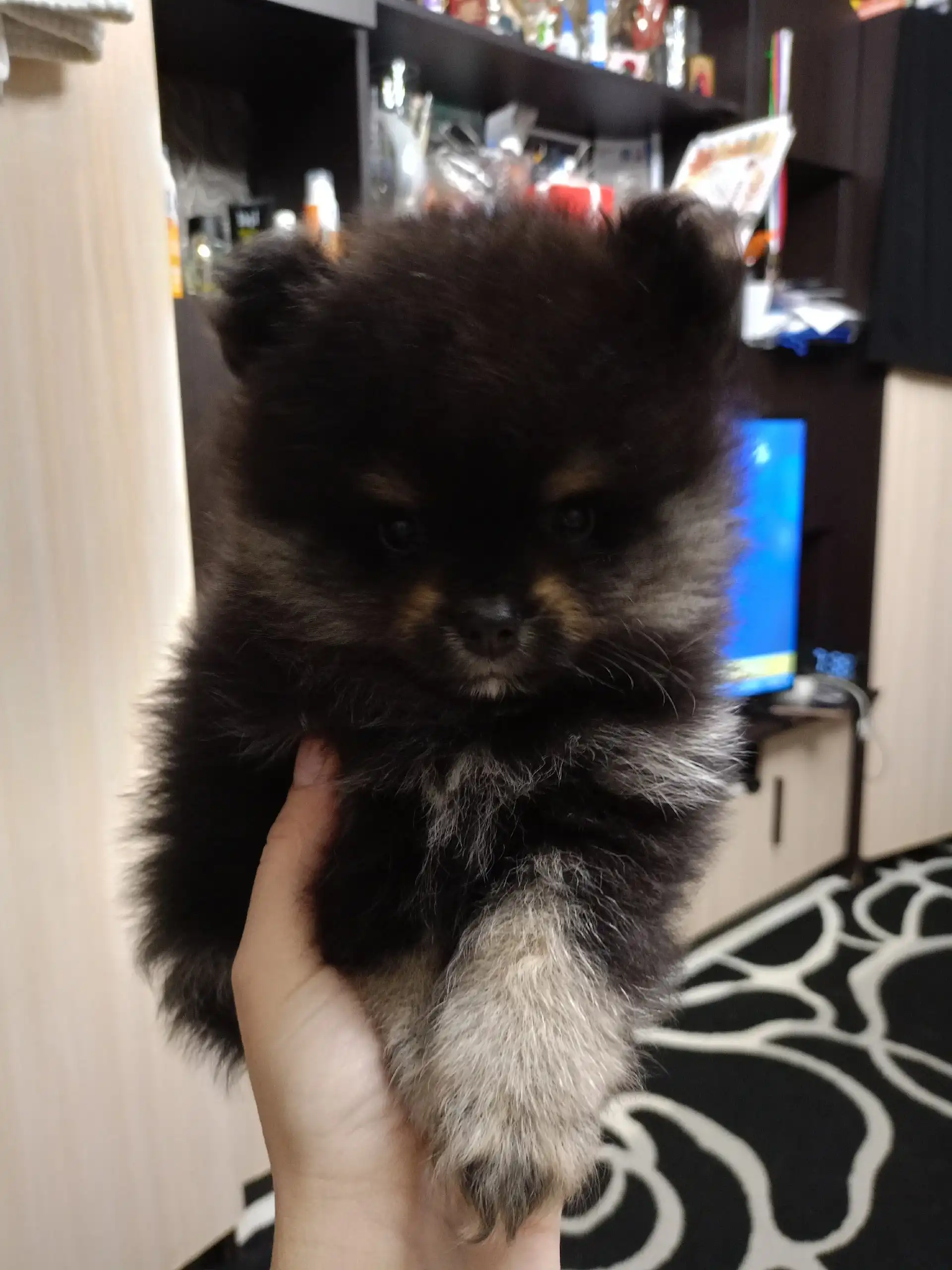 Продажа щенков померанского шпица