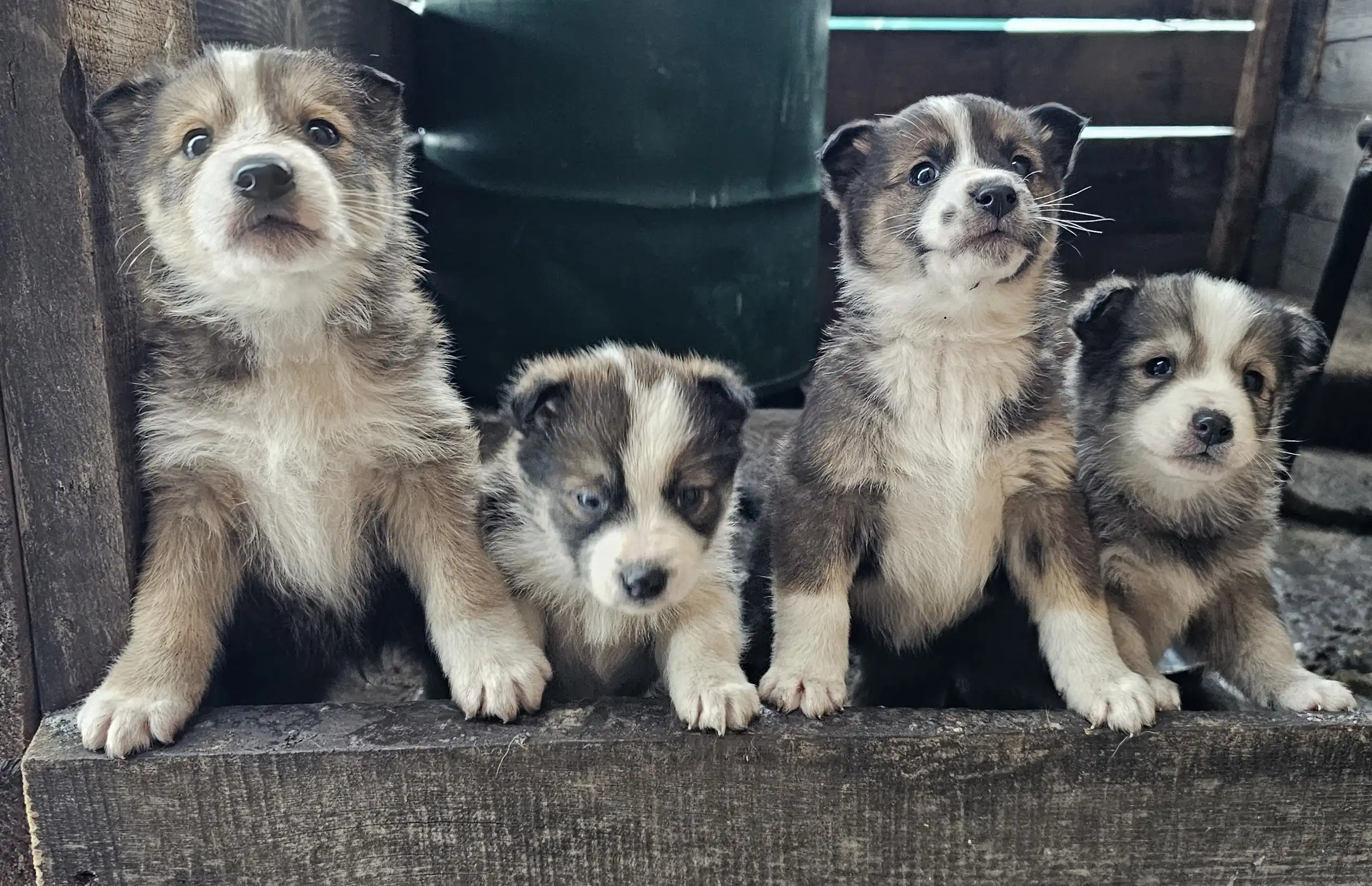 Пристраиваются щенки в Заозёрном