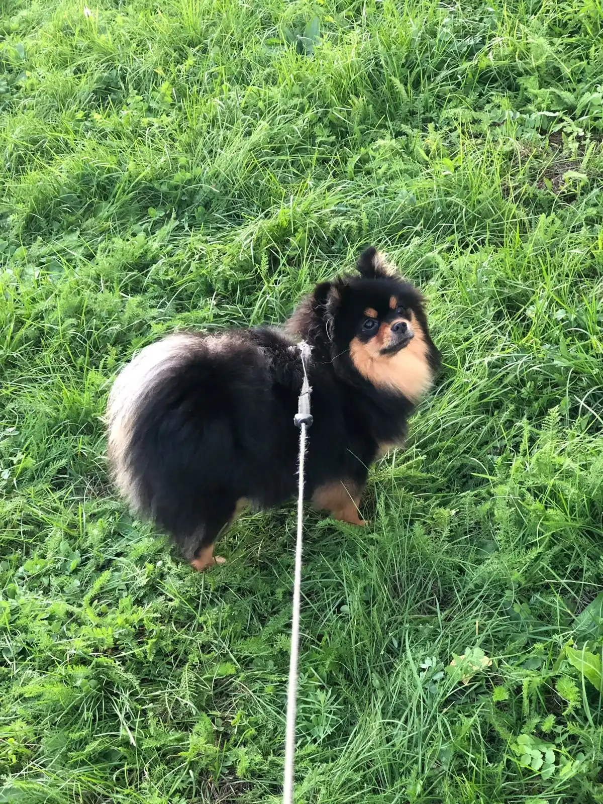 Продажа щенка померанского шпица