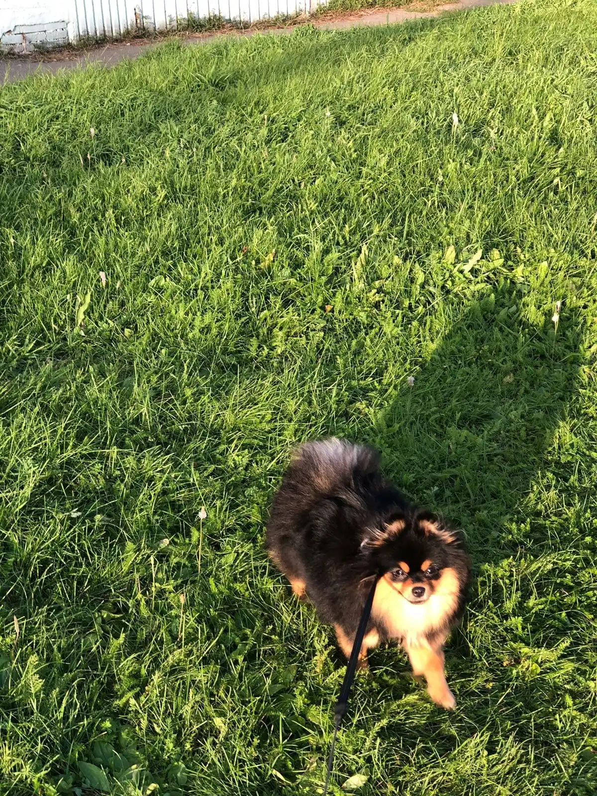 Продажа щенка померанского шпица