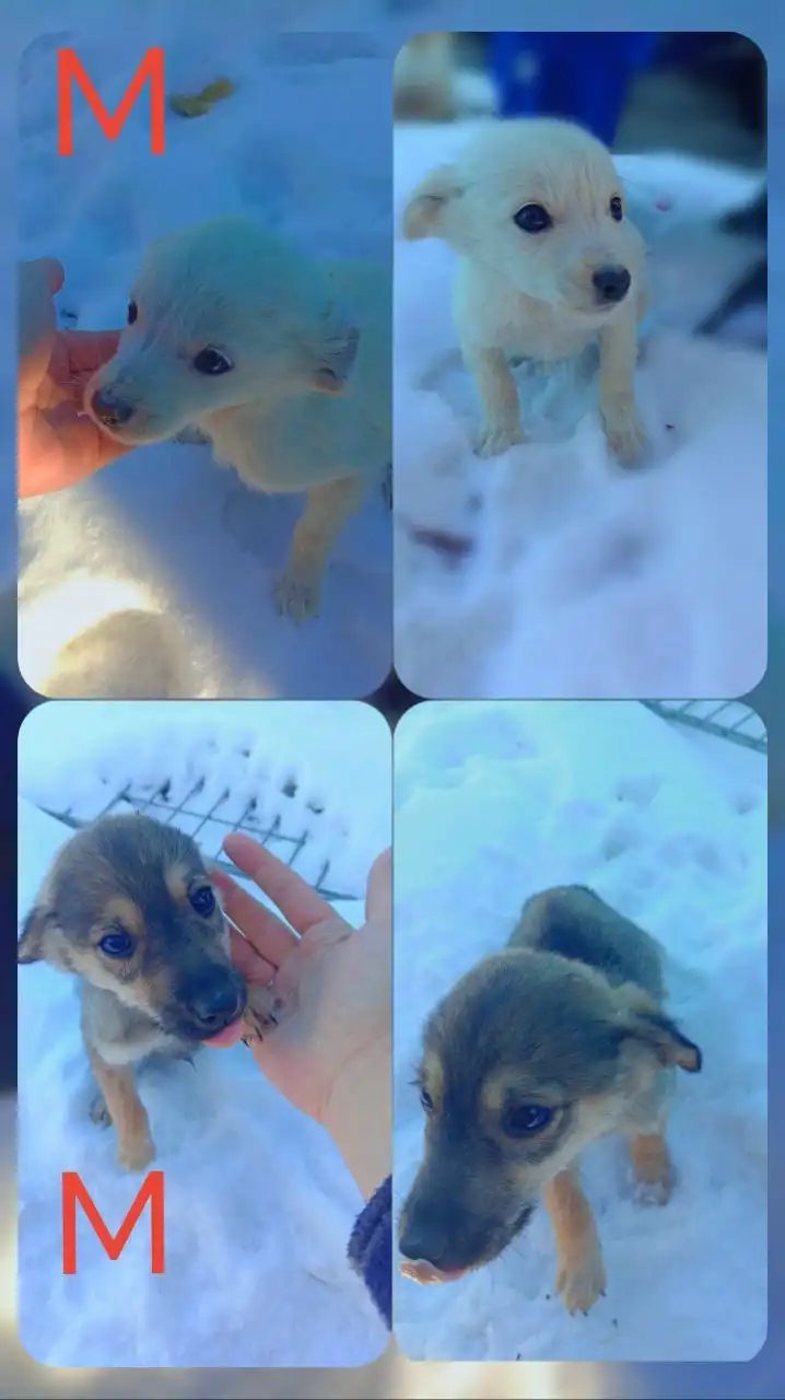 Котята ищут семью