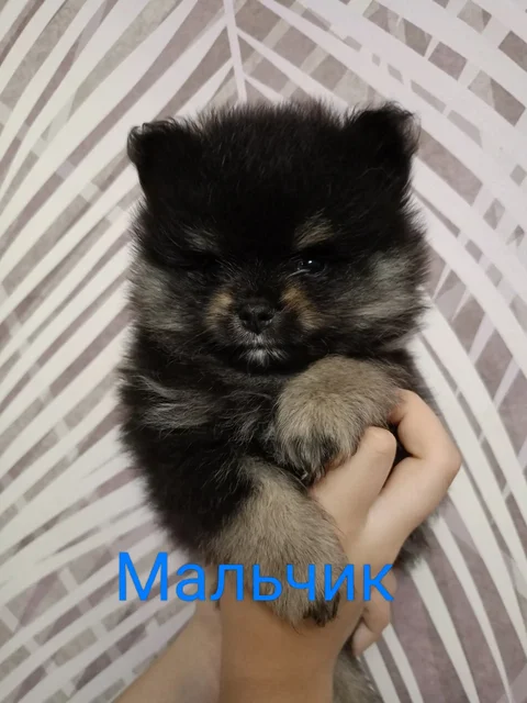 Продажа померанского шпица мальчика - Животные в Рыбинск