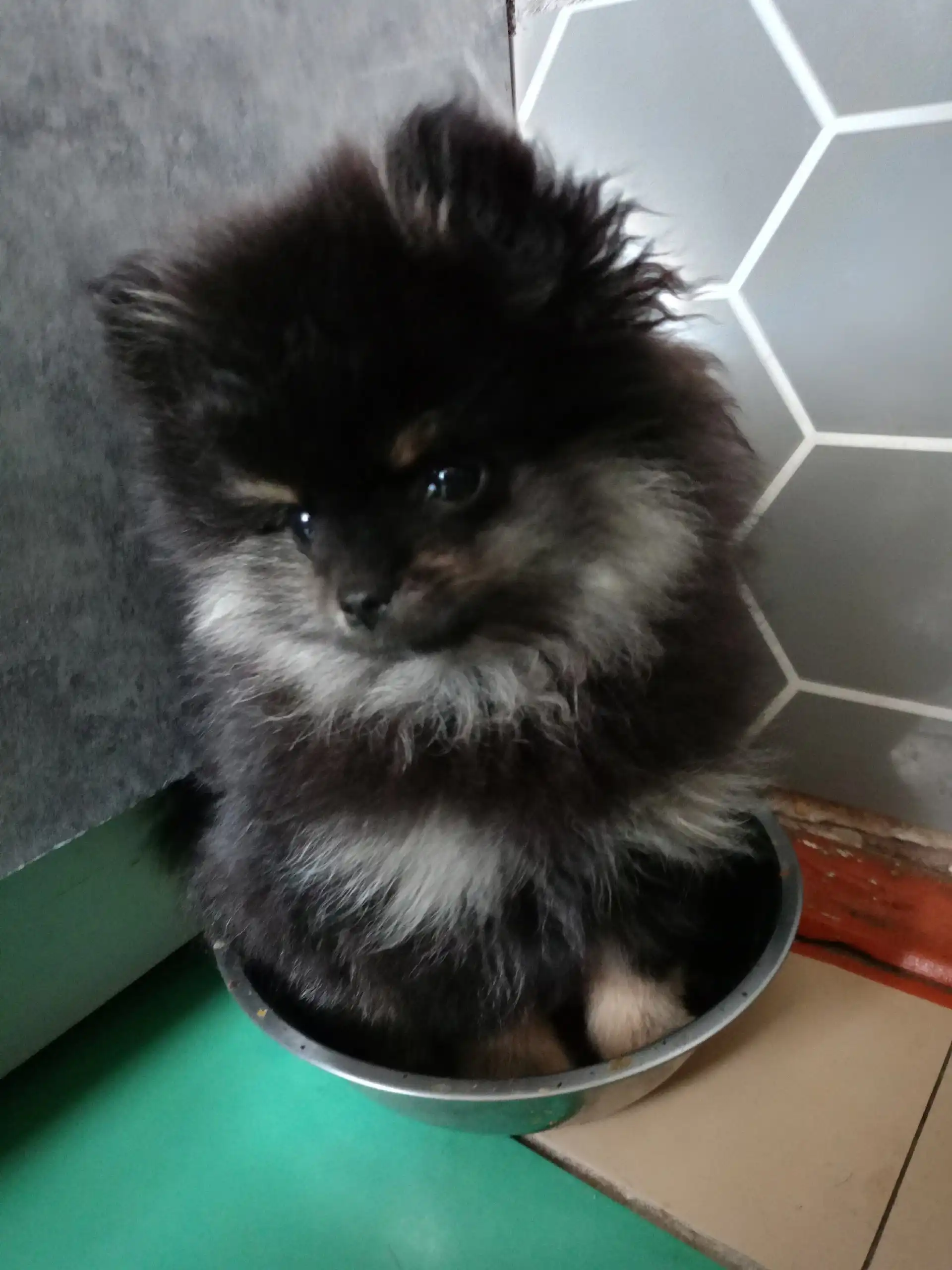 Продажа померанского шпица мальчика