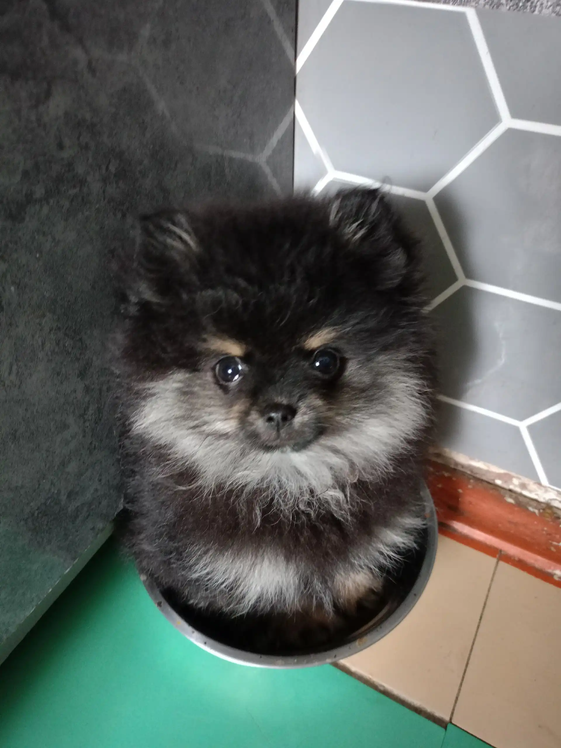 Продажа померанского шпица мальчика