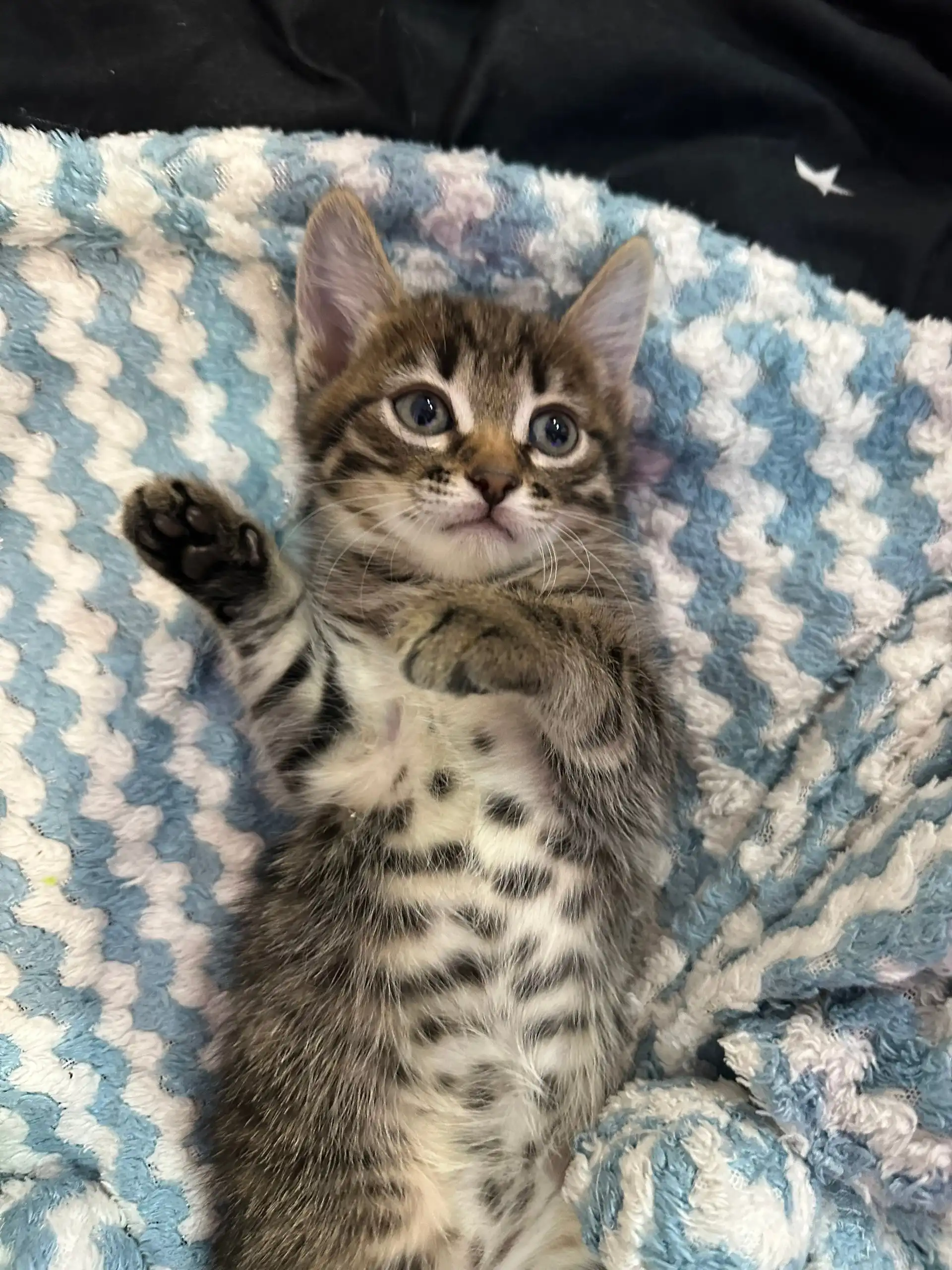 Котята британские ищут новый дом