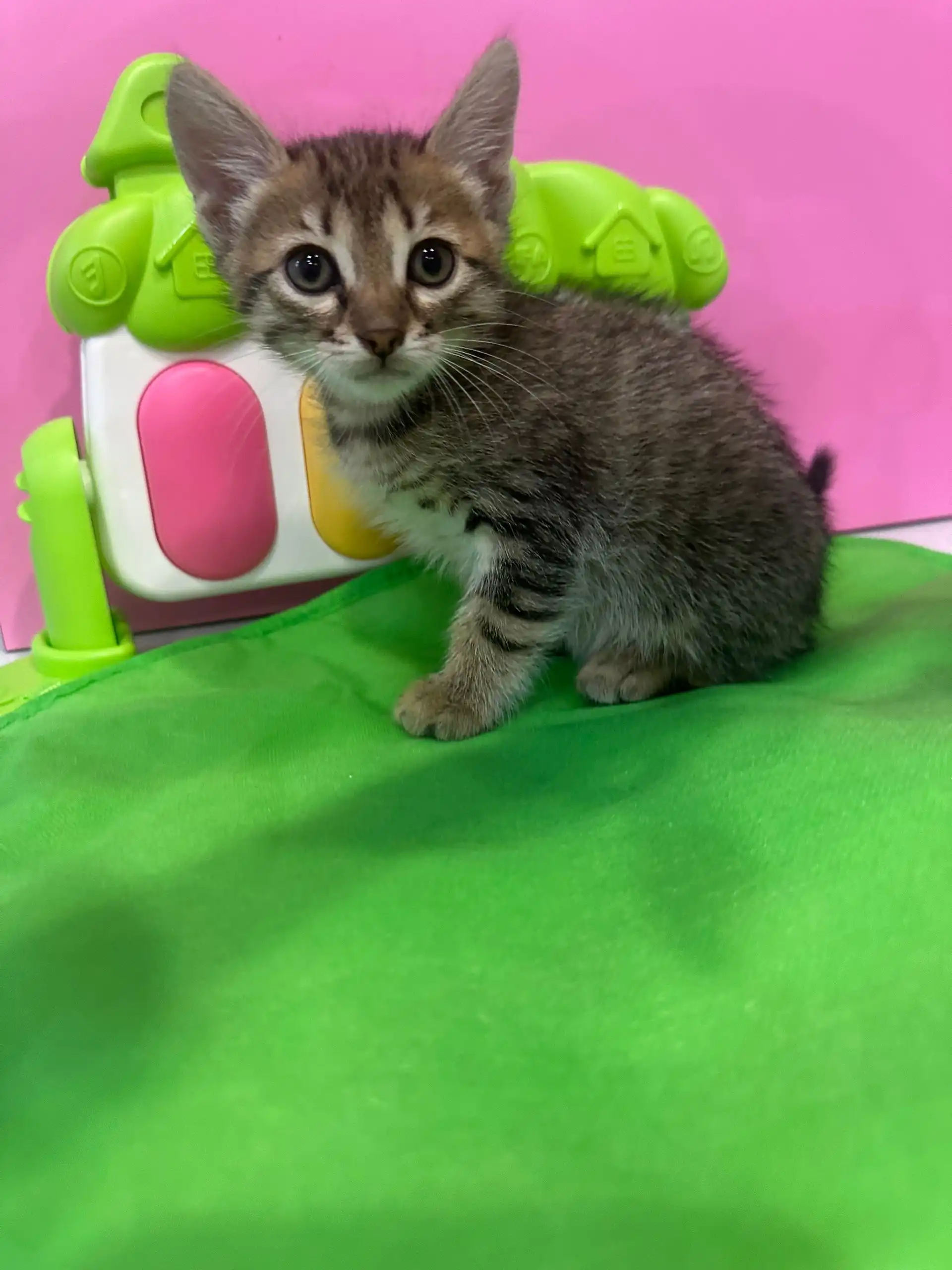 Котята британские ищут новый дом