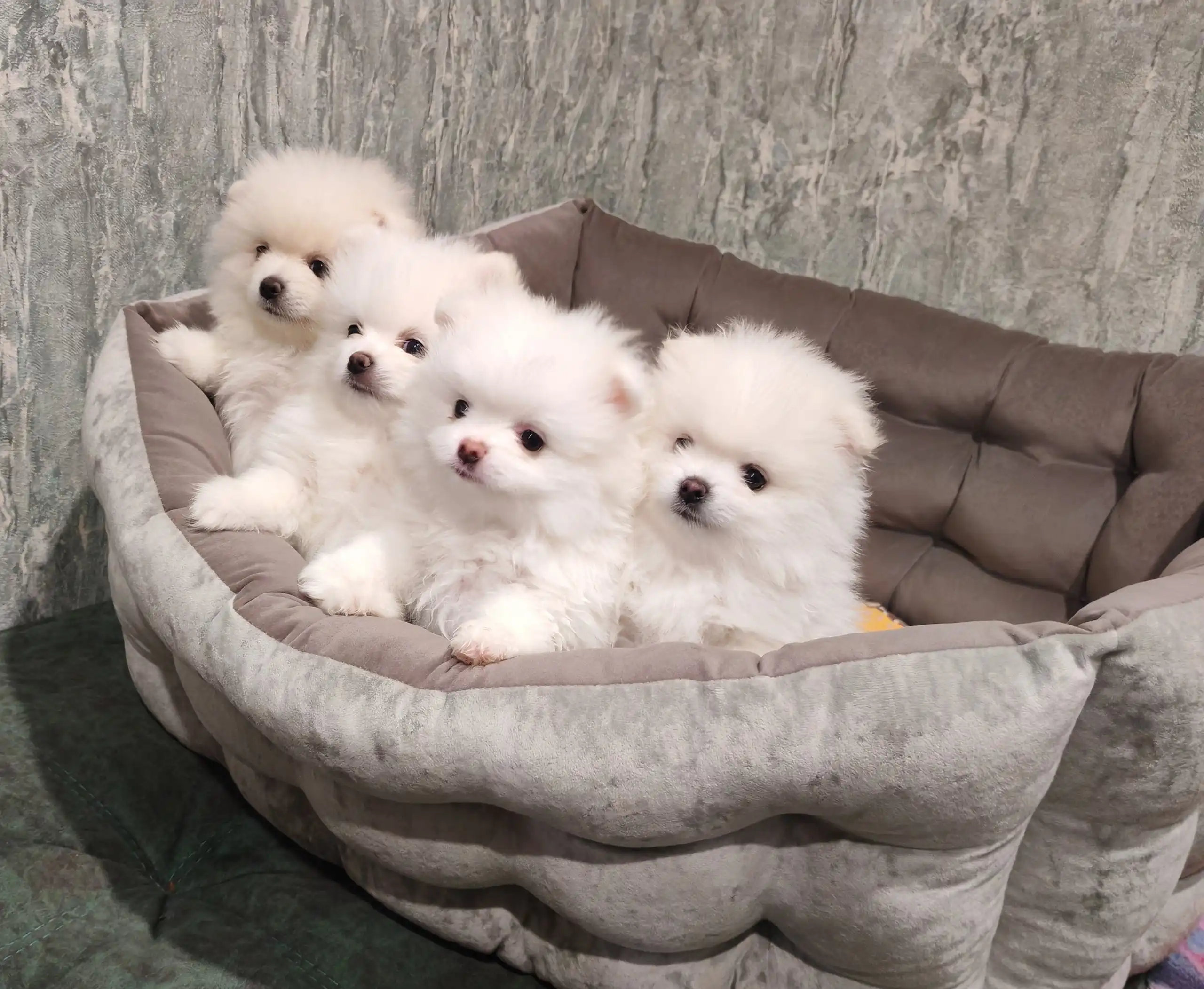 Померанские шпицы готовы к переезду