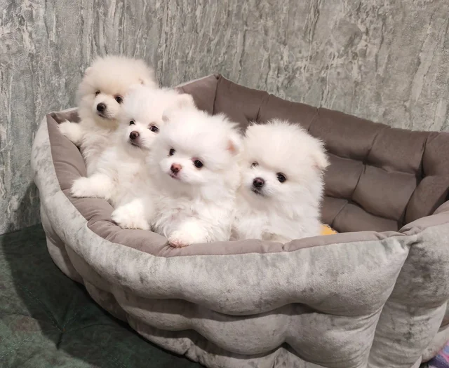 Померанские шпицы готовы к переезду - частное объявление в Канск