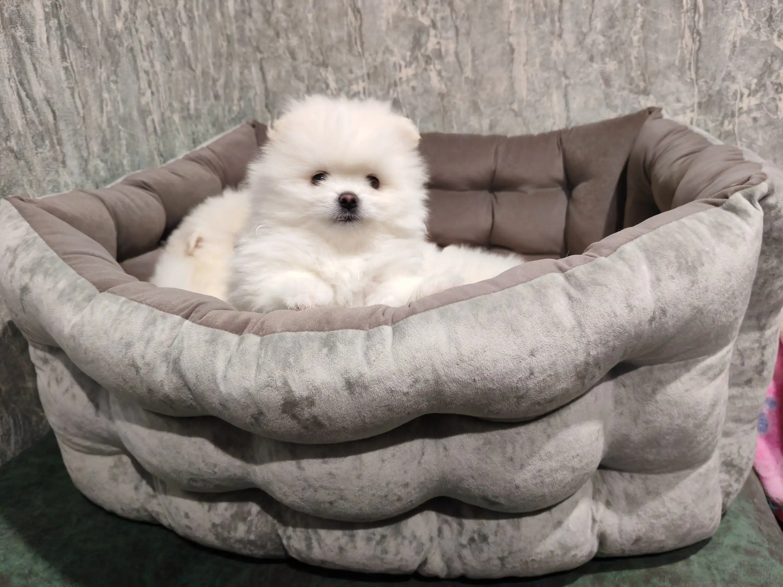 Померанские шпицы готовы к переезду